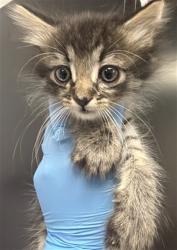 Shelter Stray Female Cat last seen , 333 Chandler Pl, San Bernardino, CA 92408, USA