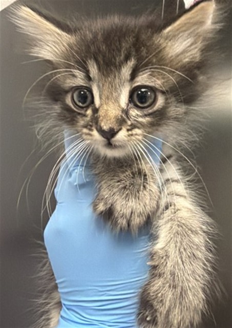 Shelter Stray Female Cat last seen , 333 Chandler Pl, San Bernardino, CA 92408, USA