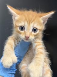 Shelter Stray Female Cat last seen , 333 Chandler Pl, San Bernardino, CA 92408, USA