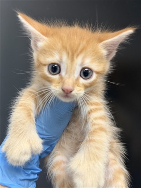 Shelter Stray Female Cat last seen , 333 Chandler Pl, San Bernardino, CA 92408, USA