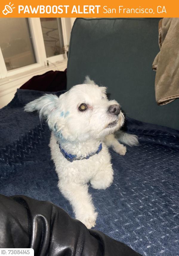 Found/Stray Male Dog last seen In front of Pacific Heights Inn Parking Lot, San Francisco, CA 94123
