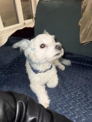 Found/Stray Male Dog last seen In front of Pacific Heights Inn Parking Lot, San Francisco, CA 94123