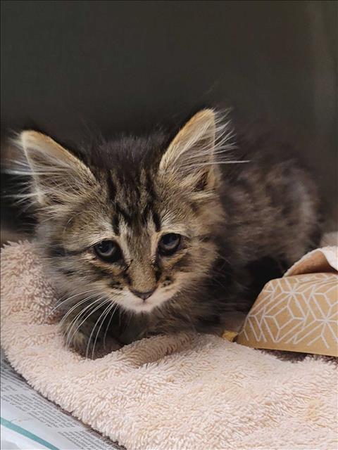 Shelter Stray Female Cat last seen , 14409 Vanowen St, Van Nuys, CA 91405, USA
