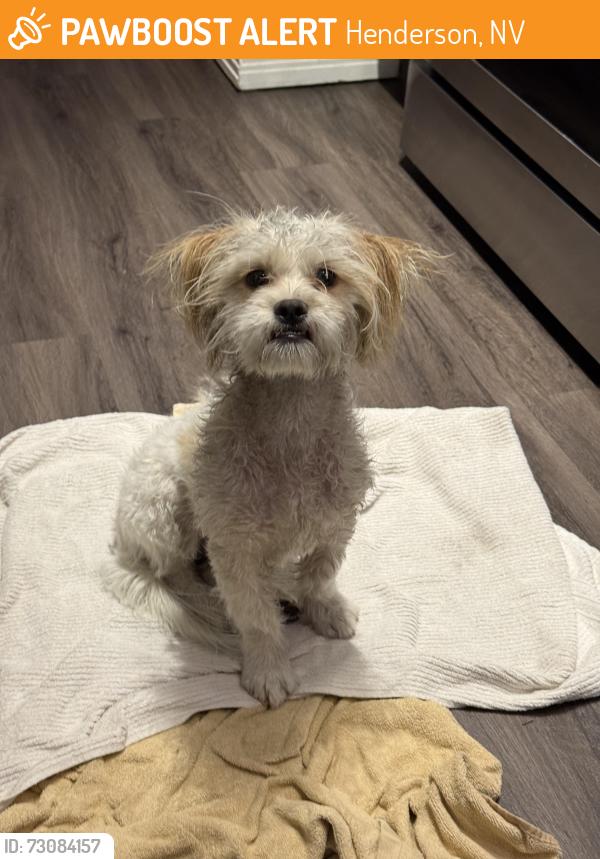 Found/Stray Male Dog last seen Pebble road and pecos / st rose, Henderson, NV 89074