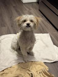 Found/Stray Male Dog last seen Pebble road and pecos / st rose, Henderson, NV 89074