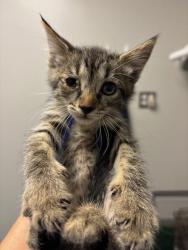 Shelter Stray Female Cat last seen Near BLK MICHEAINE ST, BAKERSFIELD, CA, 201 S Mt Vernon Ave, Bakersfield, CA 93307, USA