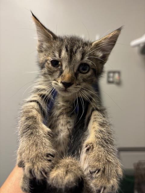 Shelter Stray Female Cat last seen Near BLK MICHEAINE ST, BAKERSFIELD, CA, 201 S Mt Vernon Ave, Bakersfield, CA 93307, USA