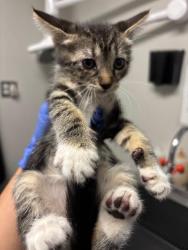 Shelter Stray Female Cat last seen Near BLK MICHEAINE ST, BAKERSFIELD, CA, 201 S Mt Vernon Ave, Bakersfield, CA 93307, USA
