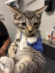 Shelter Stray Female Cat last seen Near BLK MICHEAINE ST, BAKERSFIELD, CA, 201 S Mt Vernon Ave, Bakersfield, CA 93307, USA