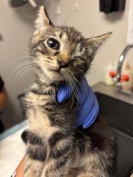 Shelter Stray Female Cat last seen Near BLK MICHEAINE ST, BAKERSFIELD, CA, 201 S Mt Vernon Ave, Bakersfield, CA 93307, USA