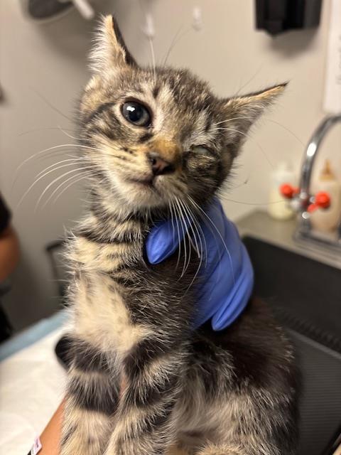 Shelter Stray Female Cat last seen Near BLK MICHEAINE ST, BAKERSFIELD, CA, 201 S Mt Vernon Ave, Bakersfield, CA 93307, USA