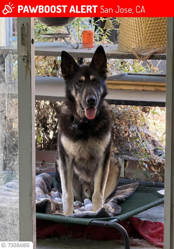 Found/Stray Male Dog last seen Murtha drive and white road, San Jose, CA 95127