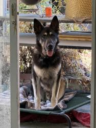 Found/Stray Male Dog last seen Murtha drive and white road, San Jose, CA 95127