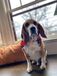 Lost Female Dog last seen Commonwealth, Port Orange,, Port Orange, FL 32127