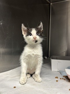 Shelter Stray Male Cat last seen LAS, 3599 NW 79th Ave, Doral, FL 33122, USA
