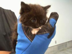 Shelter Stray Male Cat last seen CHARLOTTE, 8315 Byrum Dr, Charlotte, NC 28217, USA