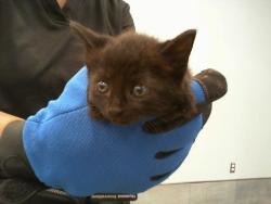 Shelter Stray Female Cat last seen CHARLOTTE, 8315 Byrum Dr, Charlotte, NC 28217, USA