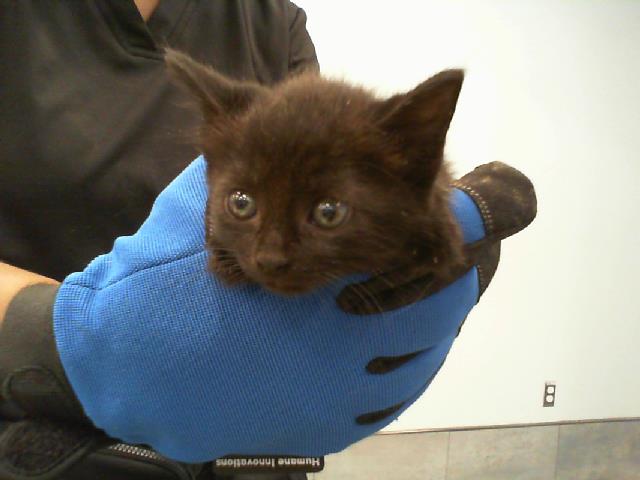 Shelter Stray Female Cat last seen CHARLOTTE, 8315 Byrum Dr, Charlotte, NC 28217, USA