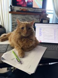 Lost Female Cat last seen Cameron Dr and Morristown Dr, Riverside, CA 92505