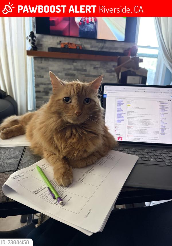 Lost Female Cat last seen Cameron Dr and Morristown Dr, Riverside, CA 92505