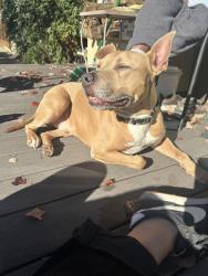 Lost Male Dog last seen 32nd and Adeline St, Oakland, CA 94608