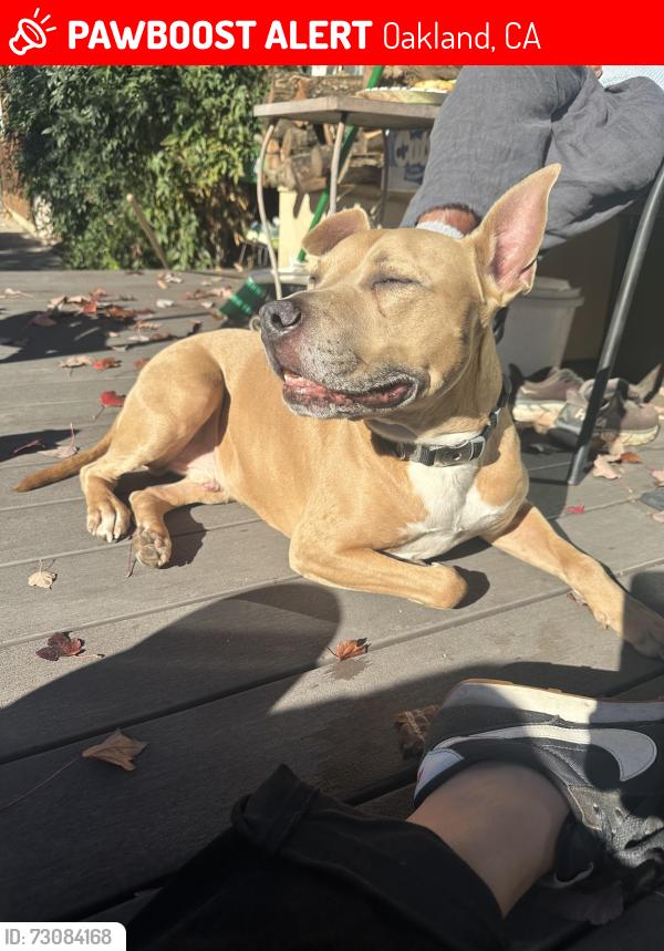 Lost Male Dog last seen 32nd and Adeline St, Oakland, CA 94608