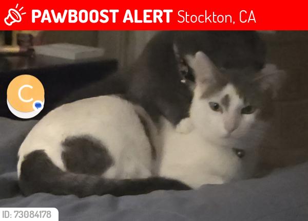 Lost Male Cat last seen Scotts Creek And Dnieper, Stockton, CA 95219