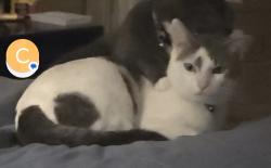 Lost Male Cat last seen Scotts Creek And Dnieper, Stockton, CA 95219