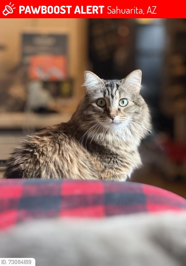 Lost Female Cat last seen Delgado rd x Sahuarita rd, Sahuarita, AZ 85629