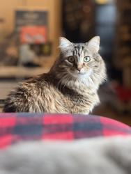 Lost Female Cat last seen Delgado rd x Sahuarita rd, Sahuarita, AZ 85629