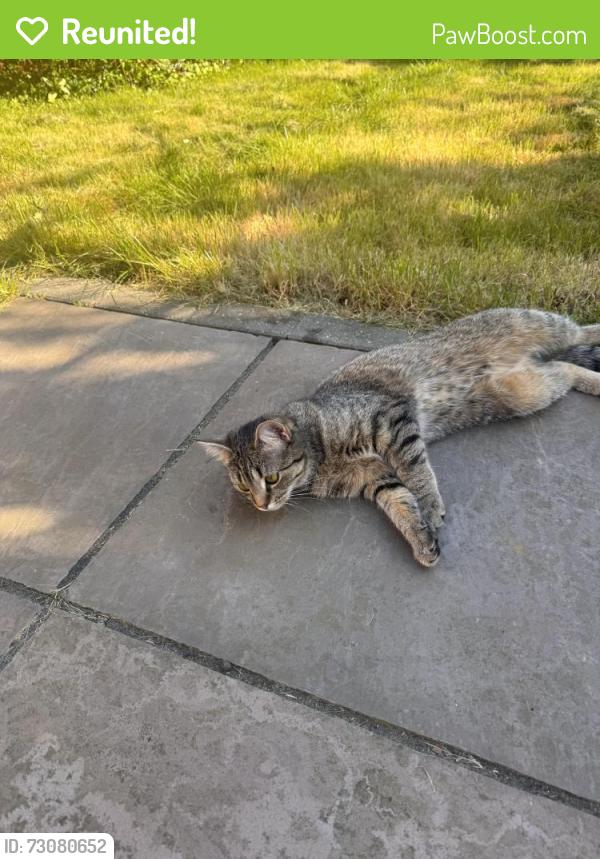 Reunited Female Cat last seen Woodbury Hill LU2, Luton, England LU2