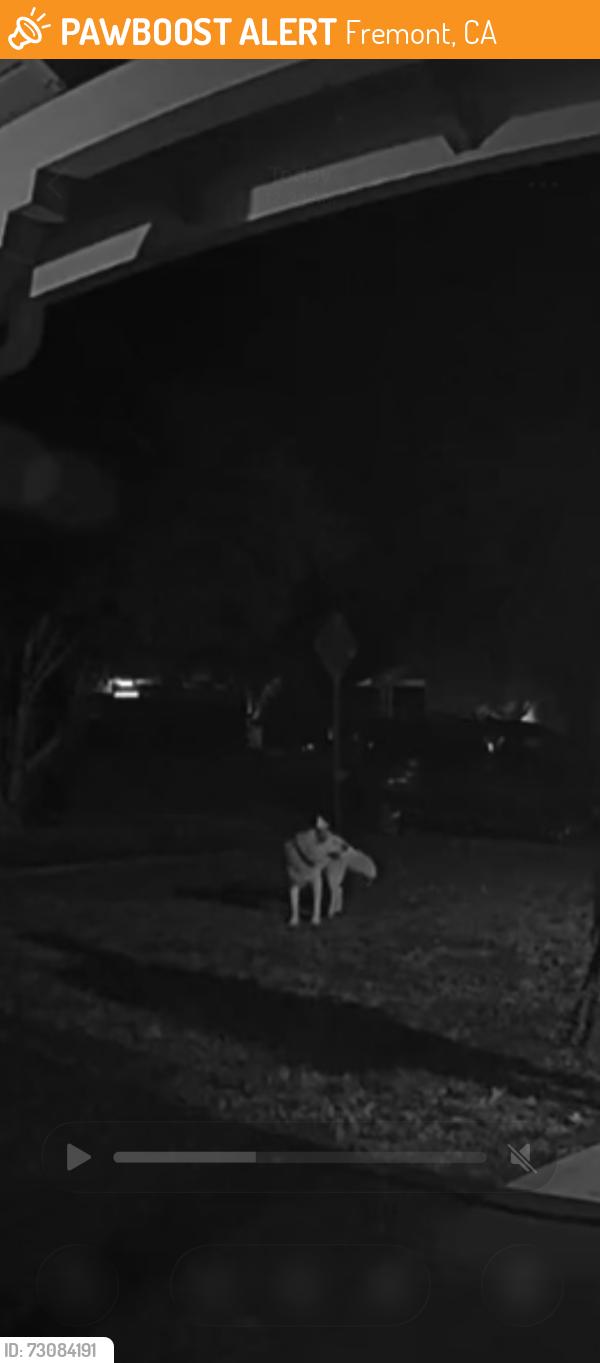Found/Stray Unknown Dog last seen Sundale and stratford, Fremont, CA 94538