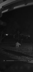 Found/Stray Unknown Dog last seen Sundale and stratford, Fremont, CA 94538