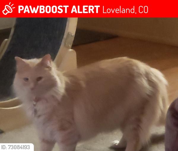 Lost Male Cat last seen 57th st, Loveland, CO 80538