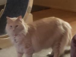 Lost Male Cat last seen 57th st, Loveland, CO 80538