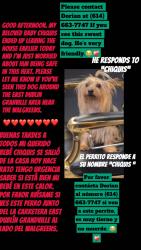 Lost Male Dog last seen ………………….., Columbus, OH 43229