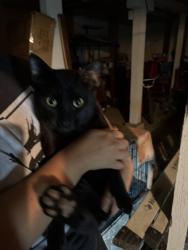 Found/Stray Male Cat last seen Mission, Los Angeles, CA 90033