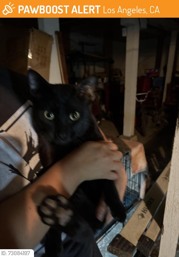 Found/Stray Male Cat last seen Mission, Los Angeles, CA 90033