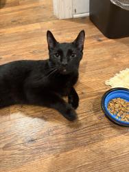 Reunited Male Cat last seen Near locust street, Moorestown, NJ 08057