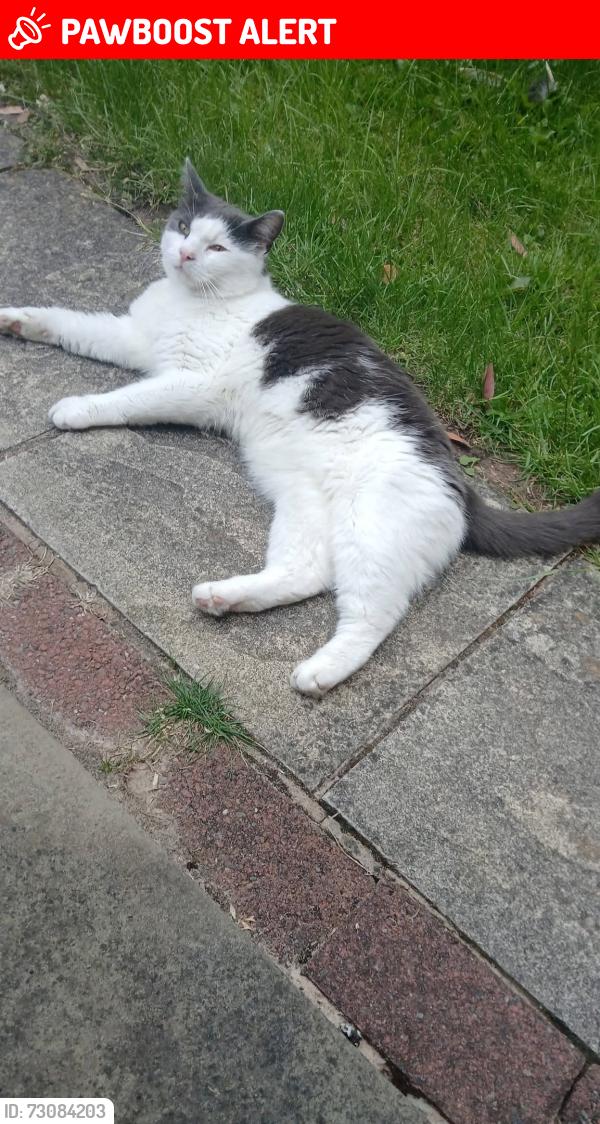 Lost Male Cat last seen Roundwood Road, Wythenshawe, England M22