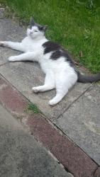 Lost Male Cat last seen Roundwood Road, Wythenshawe, England M22