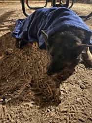 Found/Stray Male Dog last seen Keller, Menifee, CA 92586