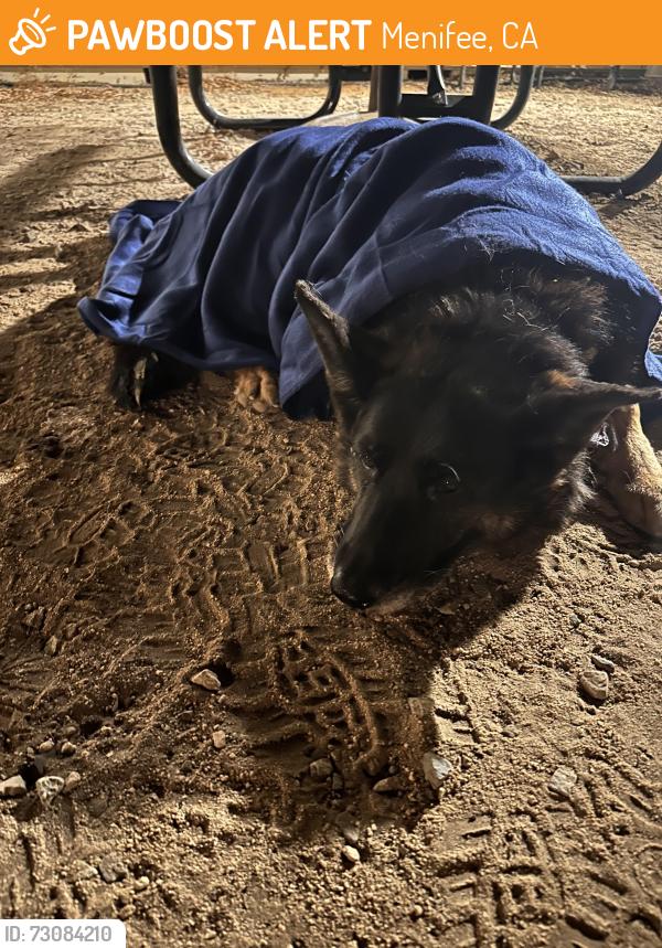 Found/Stray Male Dog last seen Keller, Menifee, CA 92586
