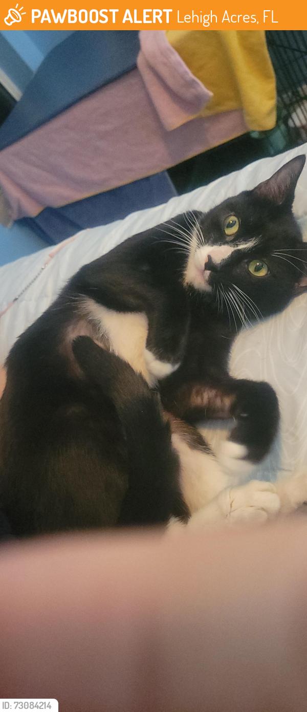 Found/Stray Male Cat last seen Near Calvin Ave, Lehigh Acres, FL 33972, Lehigh Acres, FL 33972