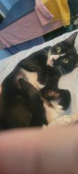 Found/Stray Male Cat last seen Near Calvin Ave, Lehigh Acres, FL 33972, Lehigh Acres, FL 33972