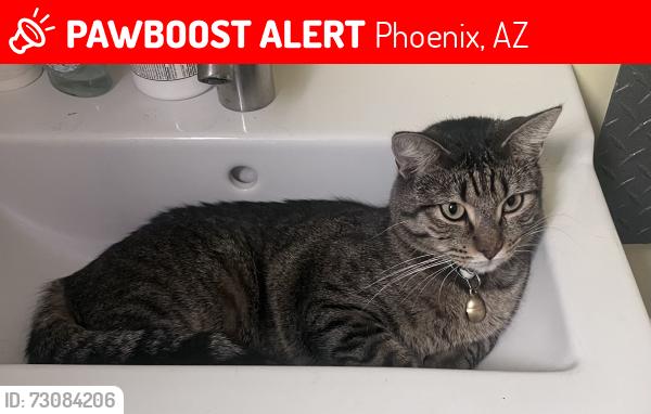 Lost Male Cat last seen 3rd St & Orabi, Phoenix, AZ 85024