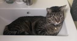 Lost Male Cat last seen 3rd St & Orabi, Phoenix, AZ 85024
