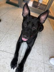 Found/Stray Male Dog last seen Mount Moriah Rd & Park Ave, Memphis, TN 38117
