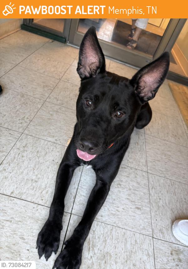 Found/Stray Male Dog last seen Mount Moriah Rd & Park Ave, Memphis, TN 38117