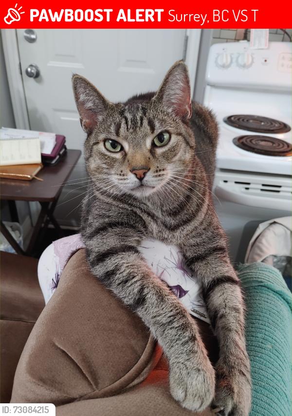 Lost Male Cat last seen 187a Street and 66th Ave Surrey, Surrey, BC V3S 0T1